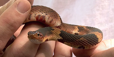 Tulsa snake