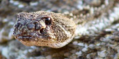Tulsa snake
